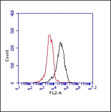 HM1013 bENd3 cells 10µg/ml