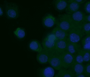 IF in RAW cells