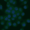 Immunofluoresce with HM1047F. The concentration used was 2 μg/ml and cells are RAW cells.