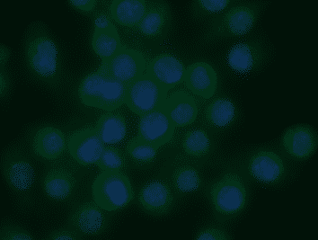 Immunofluoresce with HM1047F. The concentration used was 2 μg/ml and cells are RAW cells.