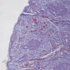 Mouse spleen tissue, paraffine embedded section