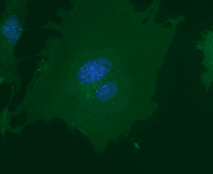 IF in bEnd3 cells
