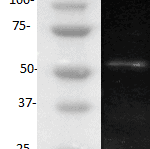 TNF-RI, Human, mAb H398, biotinylated-0