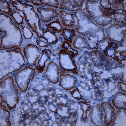 CD46, Human, mAb M177, FITC-0