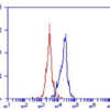 LOX-1, Human, mAb 23C11, FITC-0