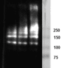 W: Western blot with Za1AT polymer lysate (20 μg) and HM2289 in 1, 2 and 4 μg/ml (respectively lane 1, 2 and 3).