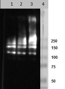 W: Western blot with Za1AT polymer lysate (20 μg) and HM2289 in 1, 2 and 4 μg/ml (respectively lane 1, 2 and 3).