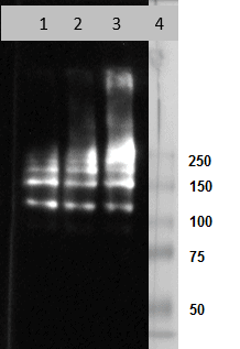 W: Western blot with Za1AT polymer lysate (20 μg) and HM2289 in 1, 2 and 4 μg/ml (respectively lane 1, 2 and 3).