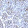 NOD2 on human jejunum. Staining of paraffin tissue section with antibody 2.017 with a dilution of 100x