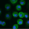 Immunofluorescence HM1015