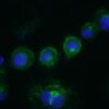 CD14, Mouse, mAb Sa14-2, FITC-1010