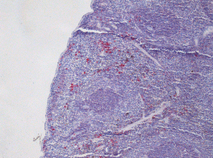 Mouse spleen tissue, paraffine embedded section