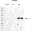 Western blot with HEK293T cells were transfected with AAV9 plasmid carrying sCrry.