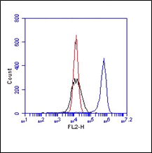 FC in Huvec cells