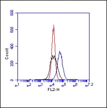 FC in Huvec cells