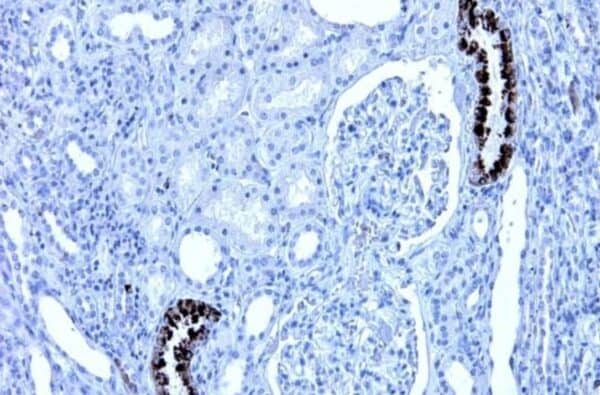 IHC: sections of human kidney. HM2289 was used in a concentration of 2 μg/ml.
