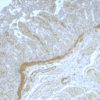 NOD2 on human jejunum. Staining of paraffin tissue section with antibody 2.017 with a dilution of 100x