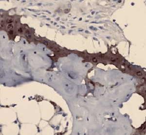 Collagen II, Mouse, mAb M2139-0