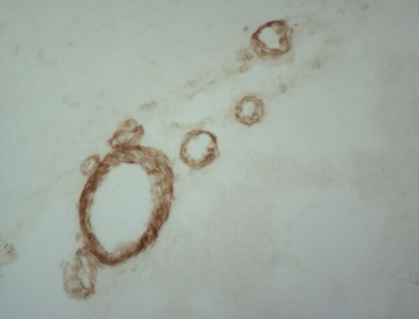 IHC-F: frozen section of rat brain