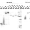 W: HM2412 recognizes only the C1s-C1-INH complex in Western blot, reduced and non-reduced. It does not recognize C1s