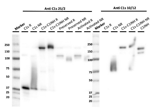 W: HM2412 recognizes only the C1s-C1-INH complex in Western blot, reduced and non-reduced. It does not recognize C1s