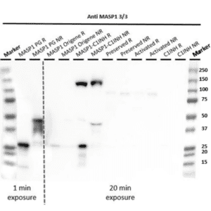 MASP-1, Human, clone 3/3-0