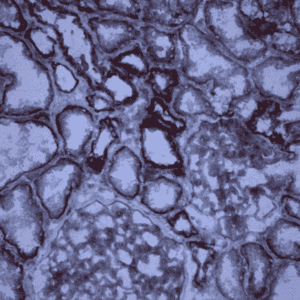 HM2103: CD46, Human, mAb M177