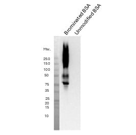 Halotyrosine, mAb BTK-94C