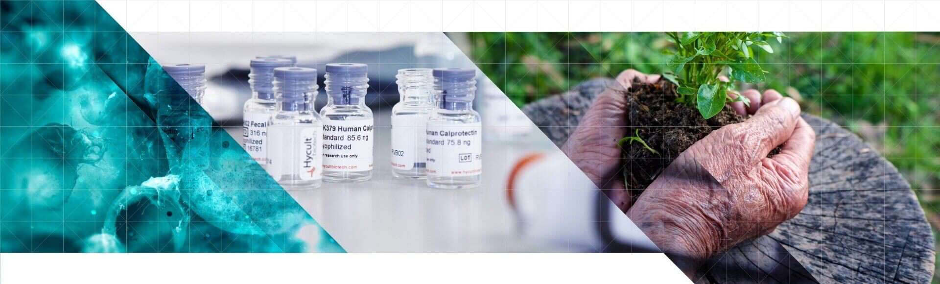 Hycult Biotech freeze dried standard vials