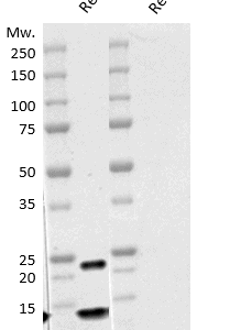 Western blot image S100P antibody